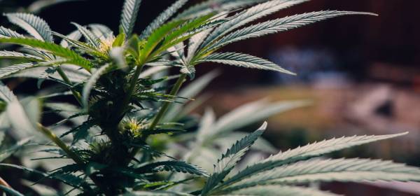 Cannabis Category For Article Submission Sites