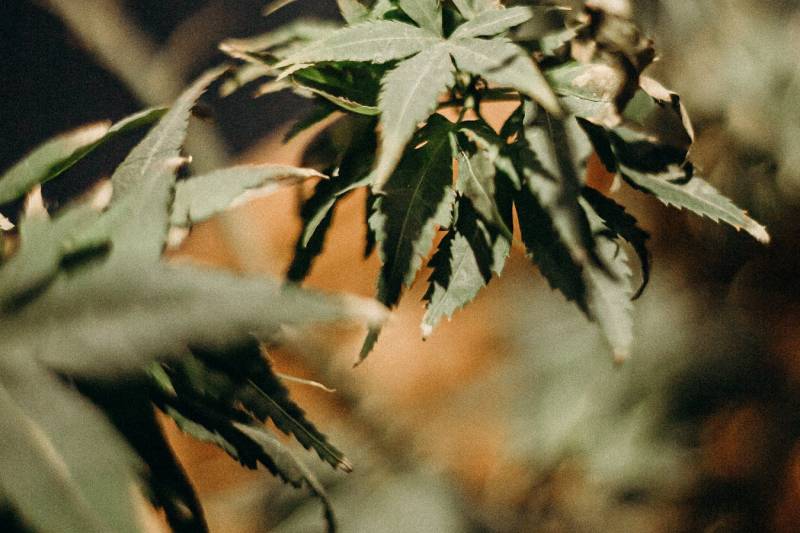 An Overview Of Various Side Effects, Benefits And Uses Of Cannabis