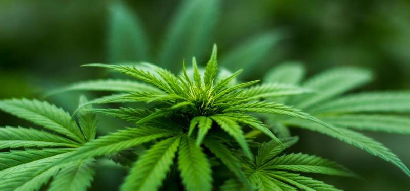 How CBD Oil Helps in Relieving Pain?